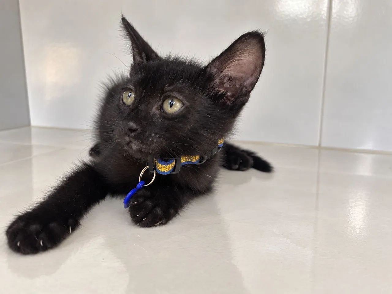 Gatinhos disponíveis  - Foto 2
