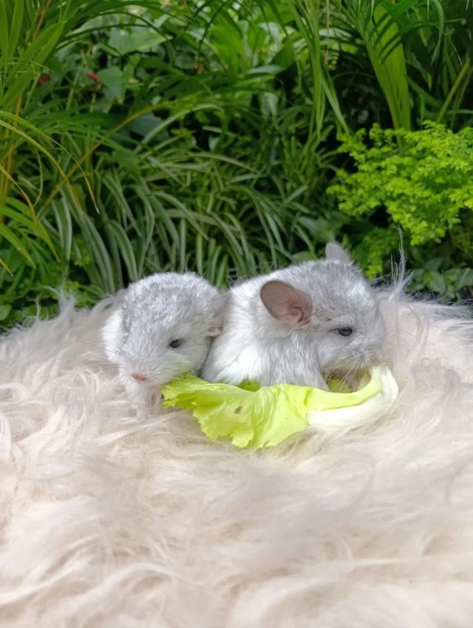 Chinchila
