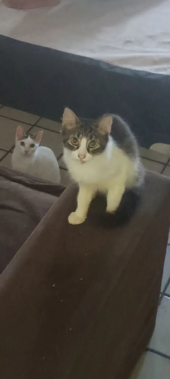 Doação Responsável Gatinhos - Foto 2