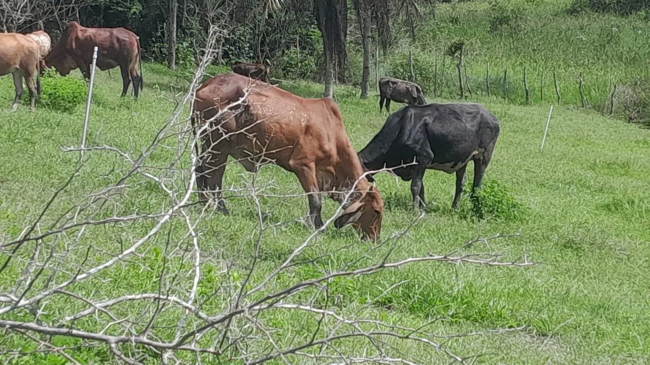 10 novinhas 1 bezerro  - Foto 4
