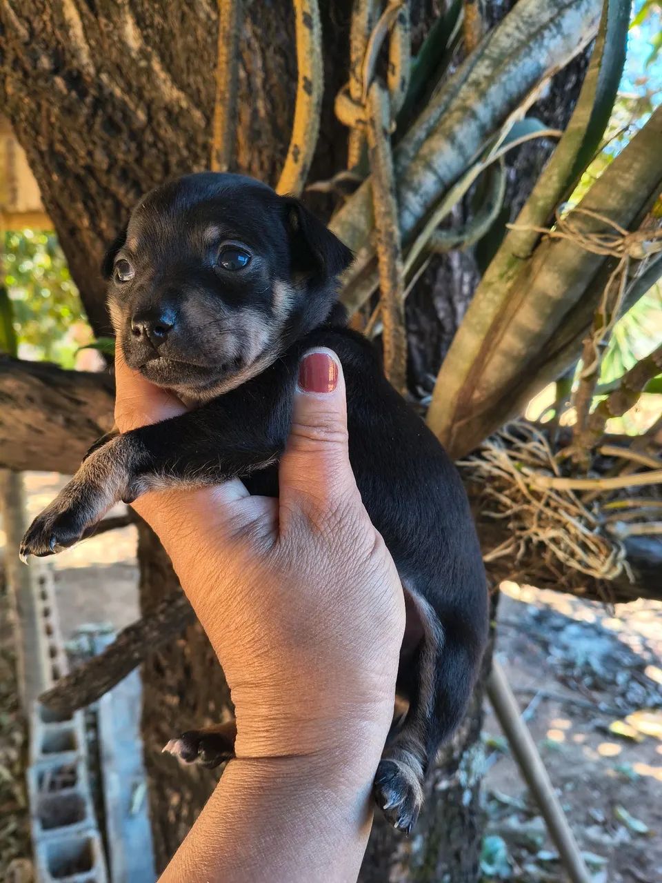 Animais  - Foto 3