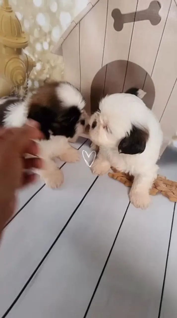 SHIH TZU RESERVAS ABERTAS - Foto 2