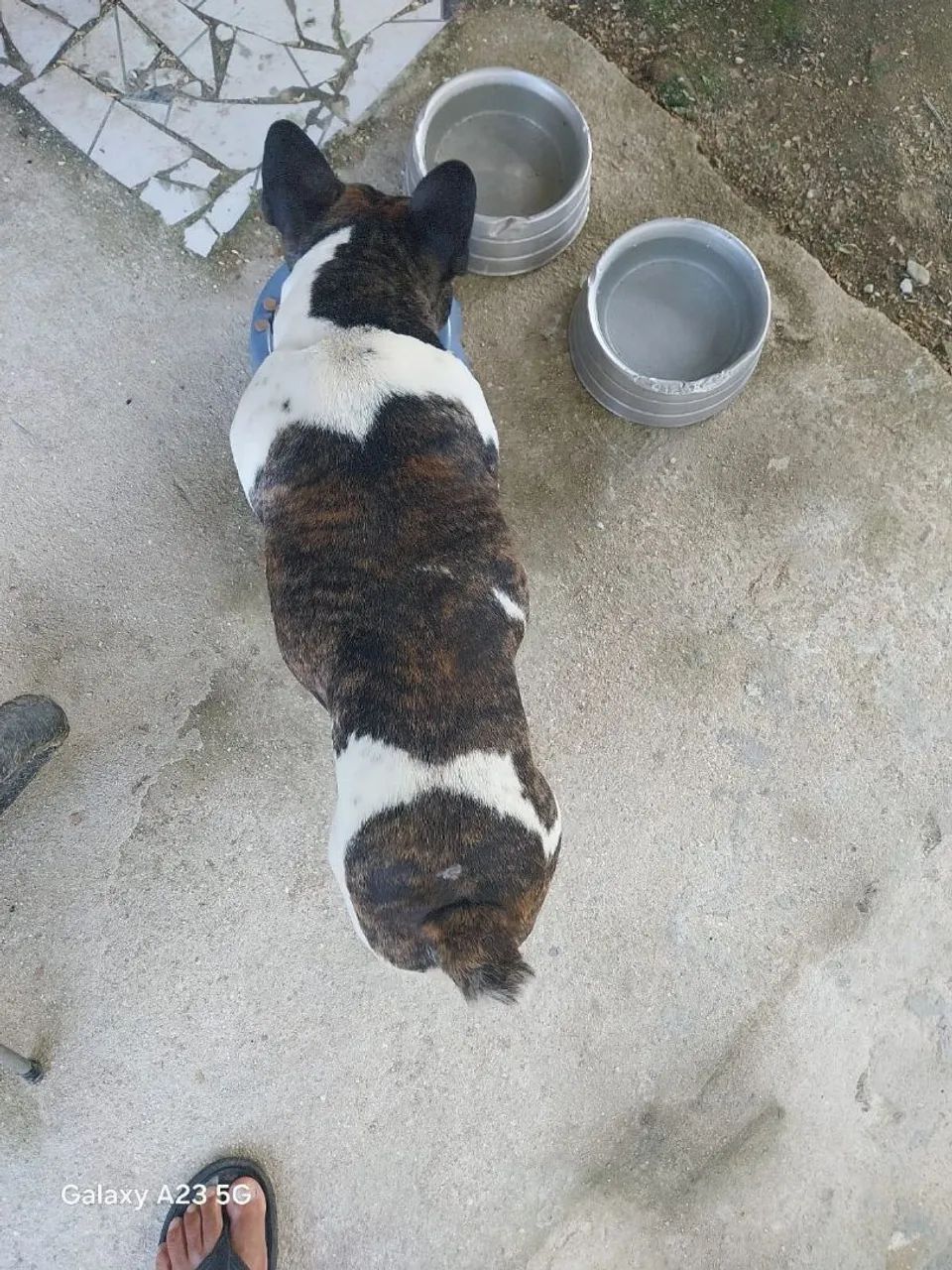 Cachorro  - Foto 2