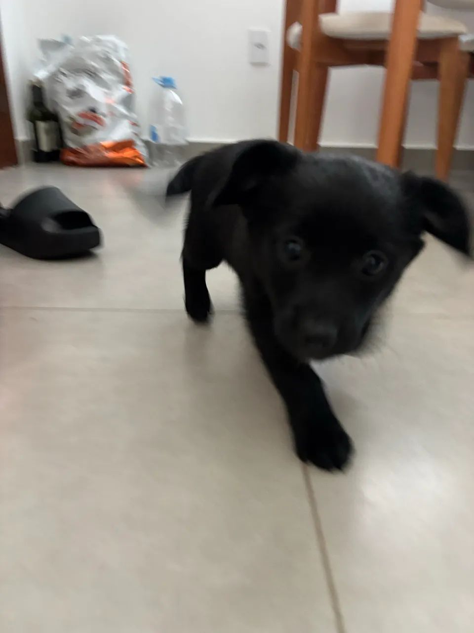 Adoção responsável  - Foto 3