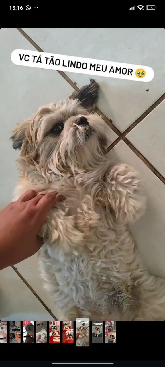 Cachorro  - Foto 3