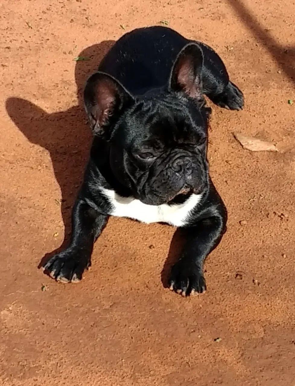 Bulldog Francês 