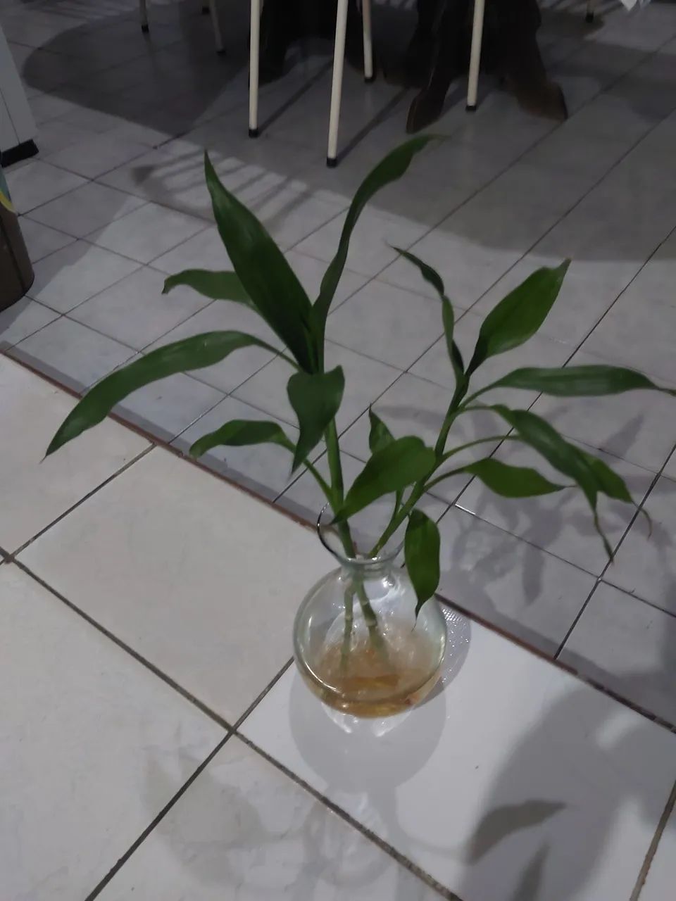 Bambu da sorte (apenas haste) - Foto 5