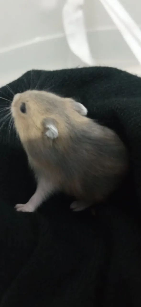 Hamister 
