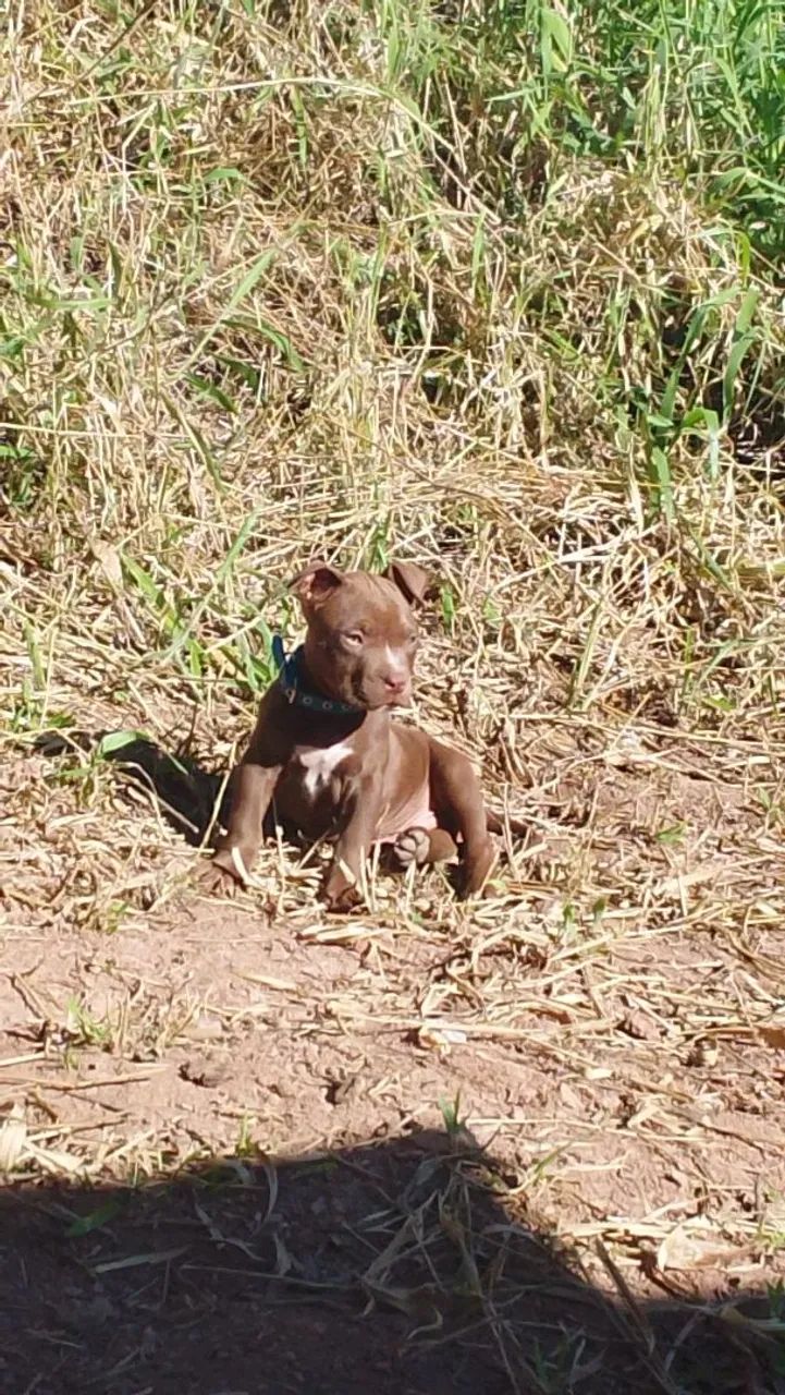 Pitbull  - Foto 4