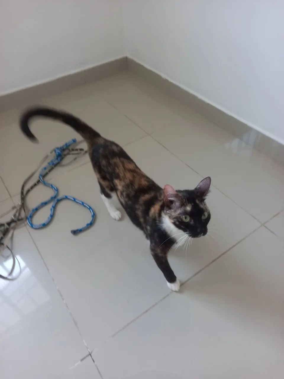 Gatinha Castrada para Doação. - Foto 4