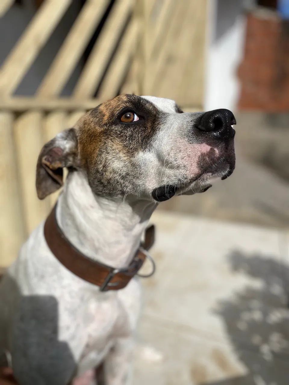 Cão de Guarda 