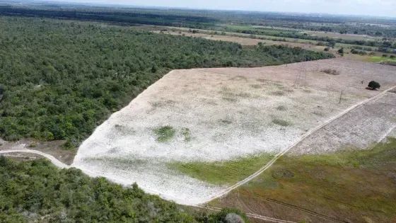 Fazenda com 270 hectares próximo a Macaíba - Foto 3