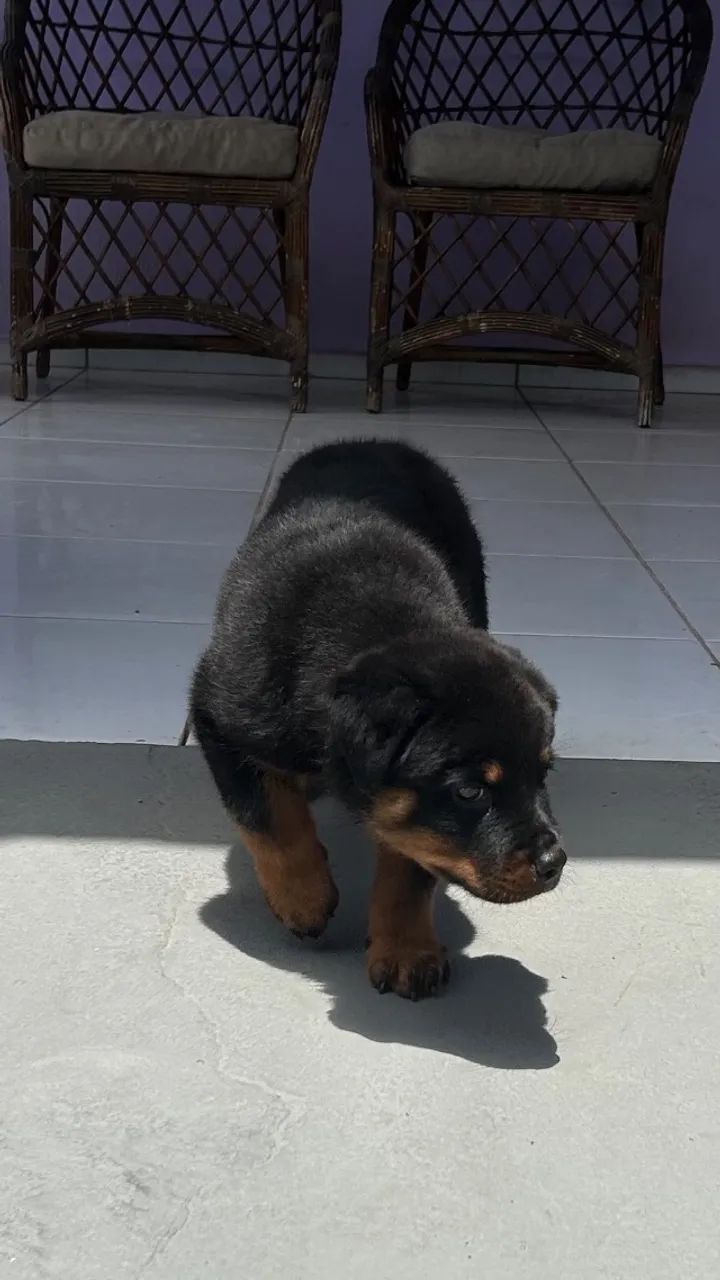 Rottweiler  - Foto 4