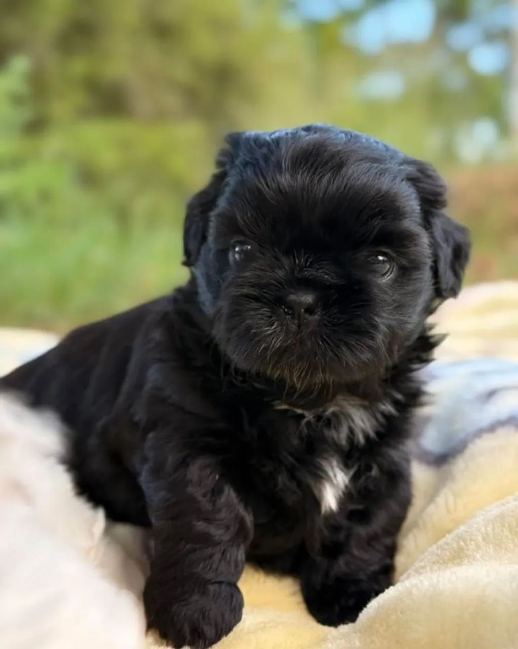 Lhasa Apso Beleza Que Respira Junto