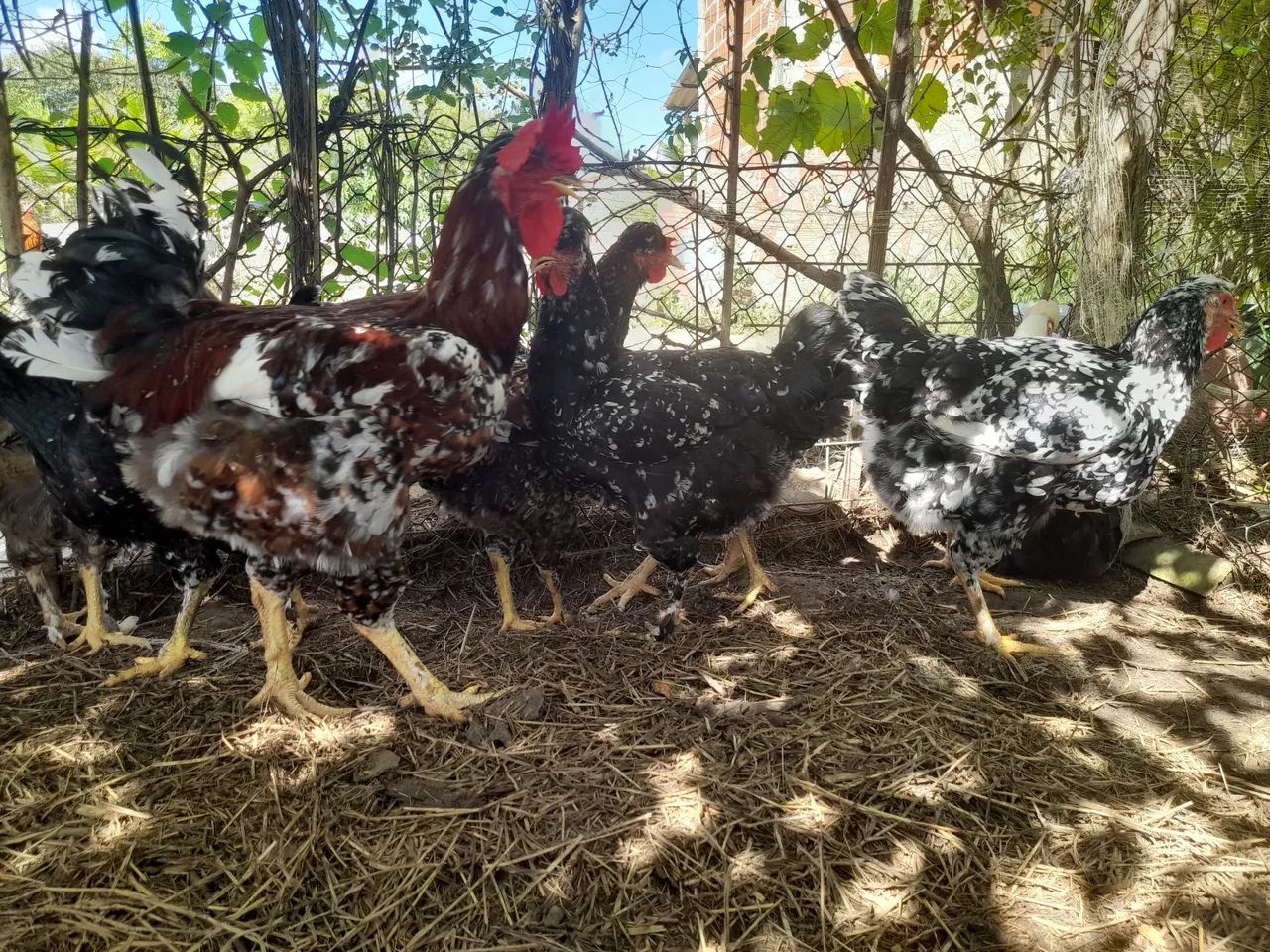 Ovos férteis galinha Balão  - Foto 5