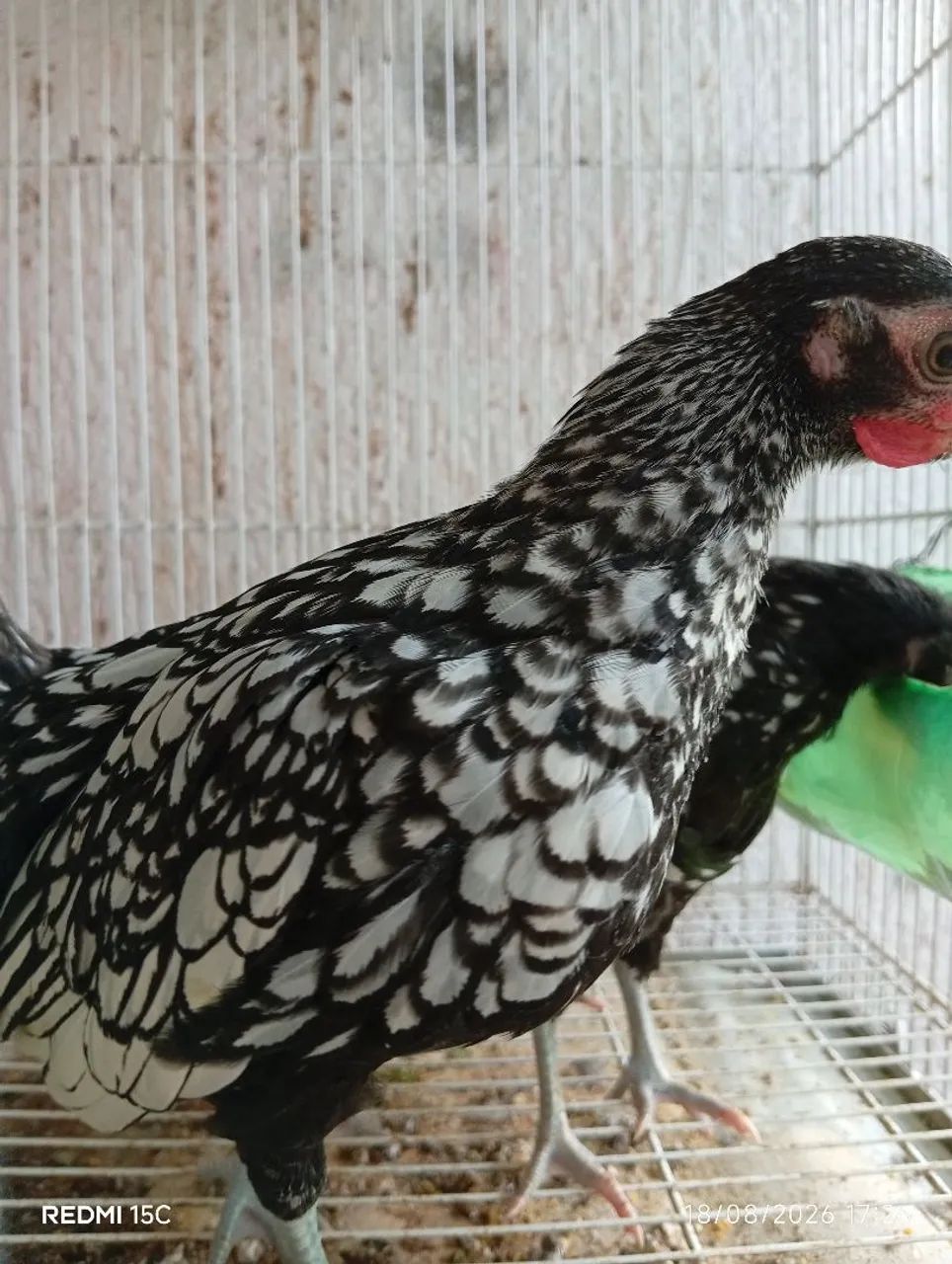 Galinha Sebright Prateada  - Foto 3