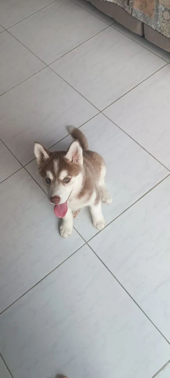 Vendo Husky de 2 meses - Foto 3