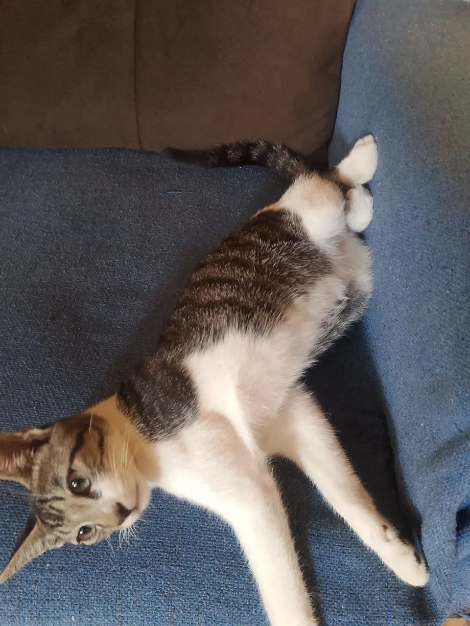 Gato macho pra adoç ão  - Foto 2