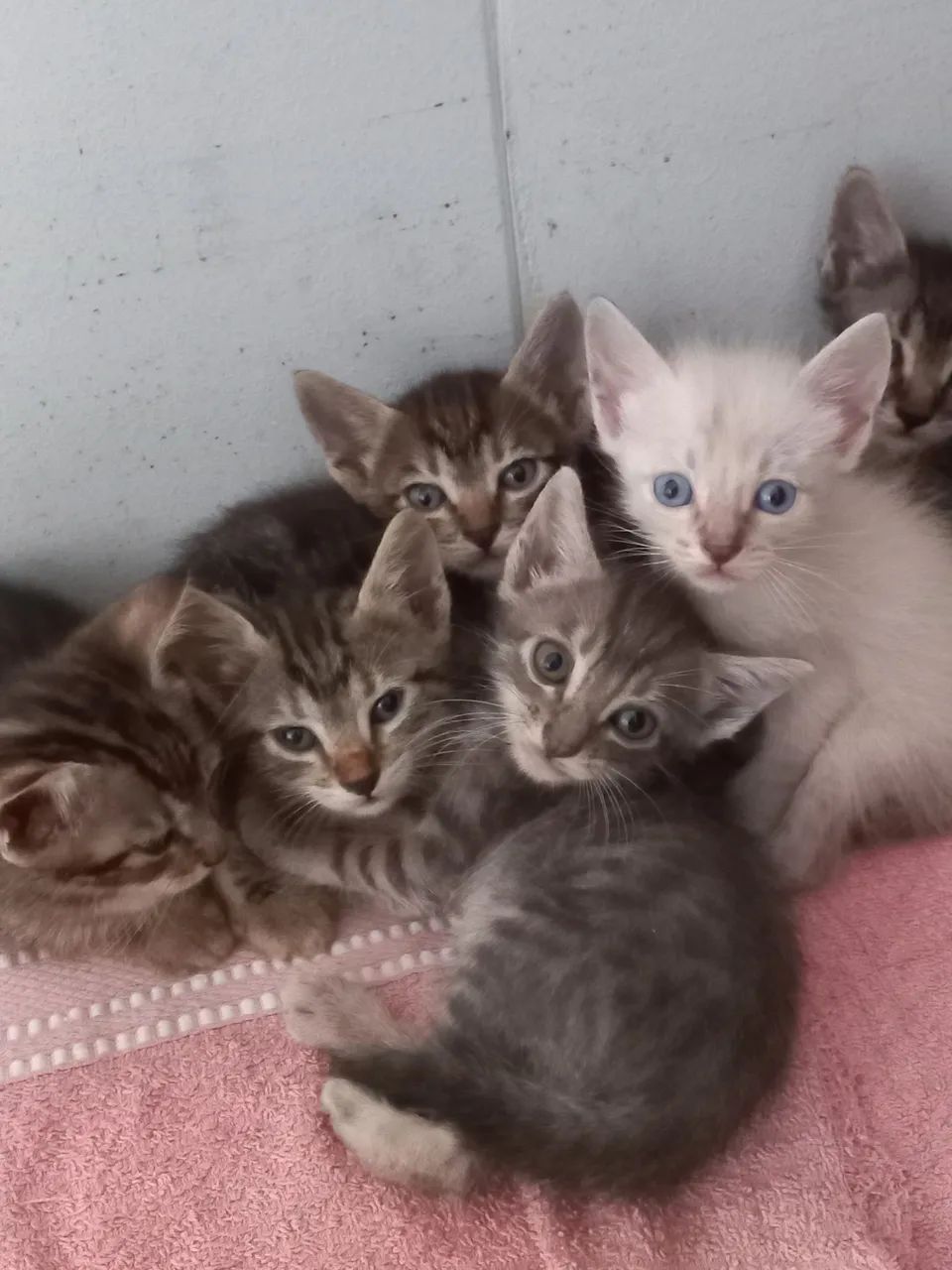 Gatinhos para doação ?