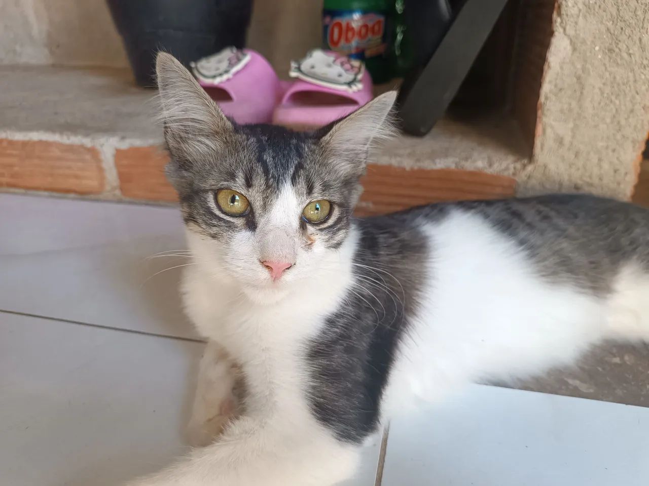 Gato macho para adoção 