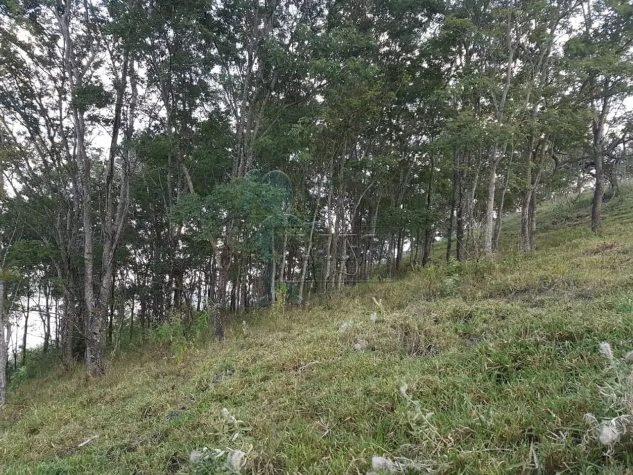 Terreno de 5.000m² em Delfinópolis - Foto 4