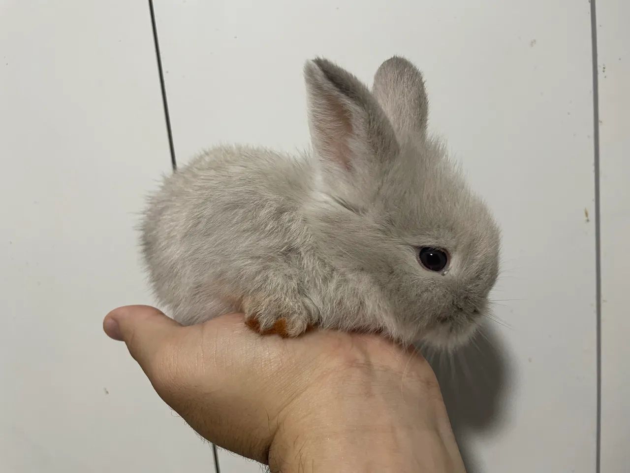 Mini coelho 65570200665986120