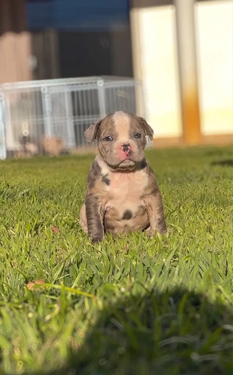 Filhotes de american bully a venda - Foto 3