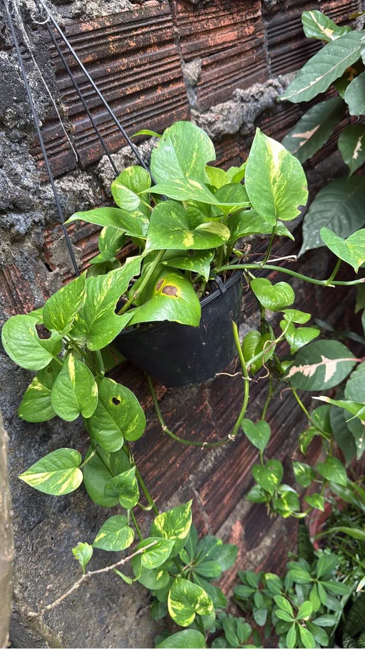Plantas - Foto 3
