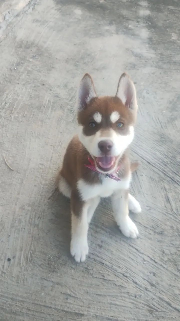 Husky siberiano valor 600 - Foto 5