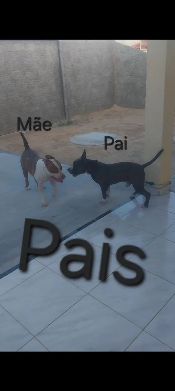Pitbull - Foto 4
