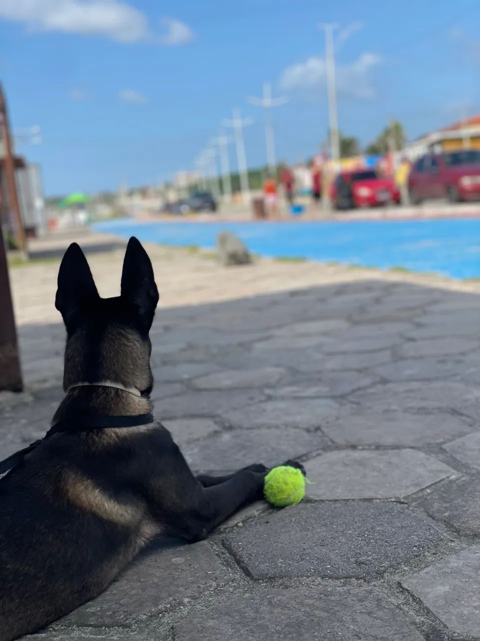 Belga Malinois  - Foto 2