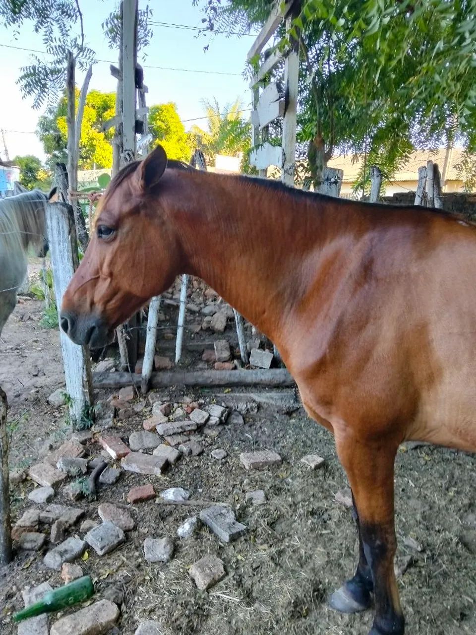 Vendo cavalo com 8 anos de idade.     - Foto 5