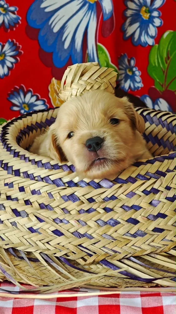 Golden Retriever  - Foto 3