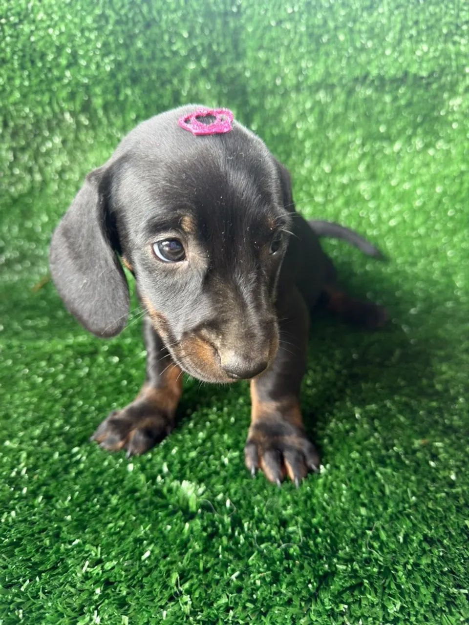Cachorro salsicha  - Foto 3