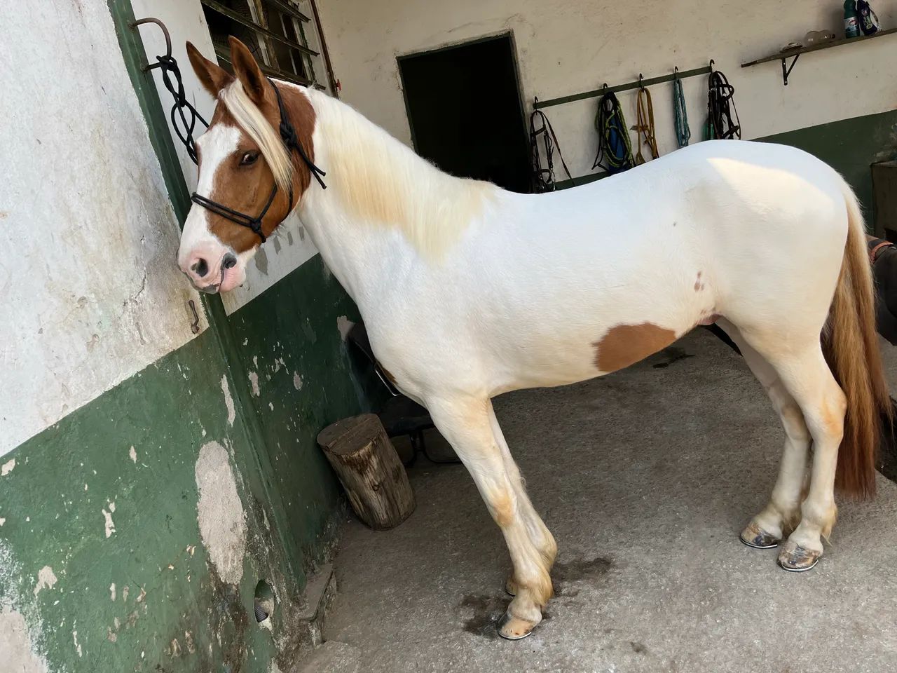 Cavalo  - Foto 4