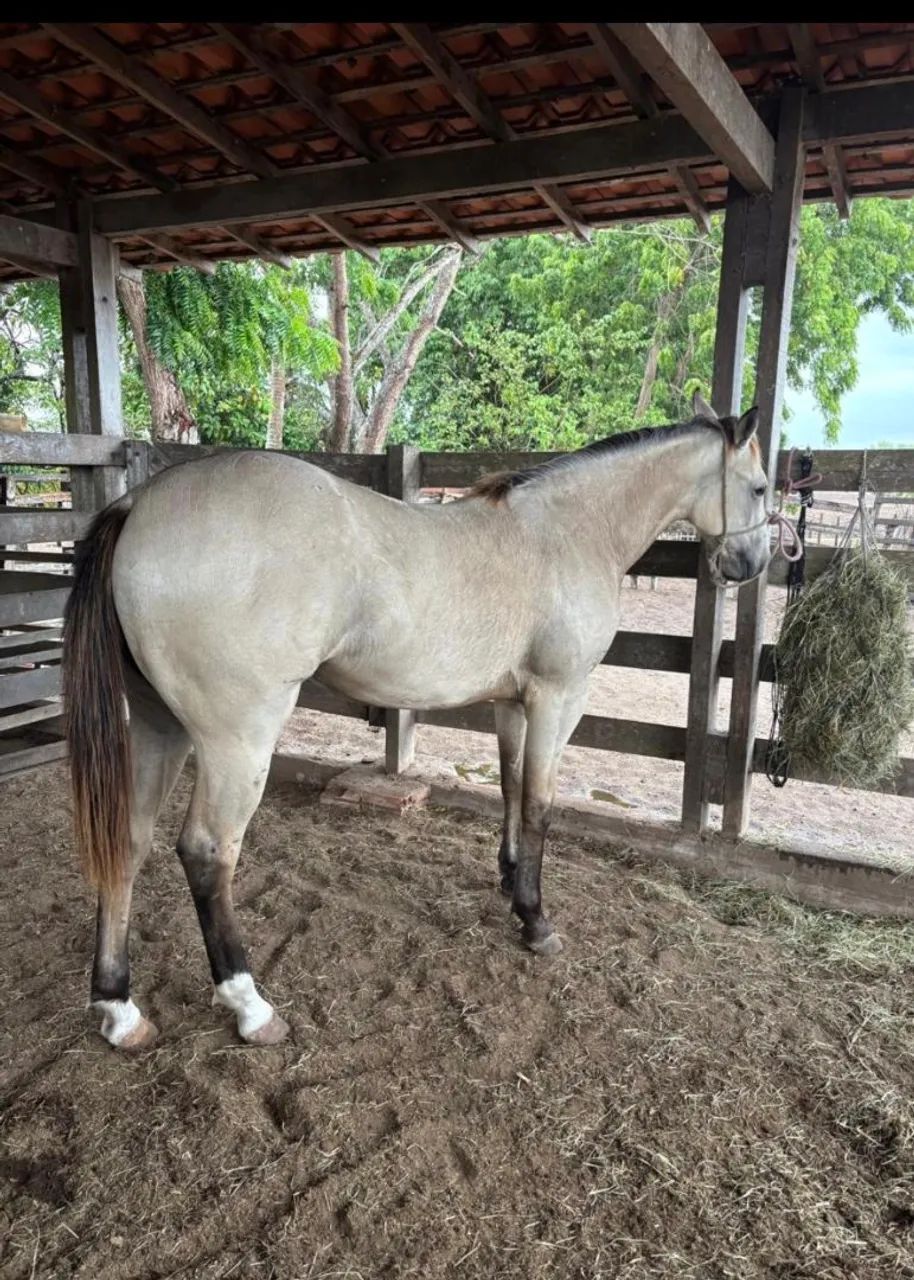 EGUA PAINT HORSE - Foto 6