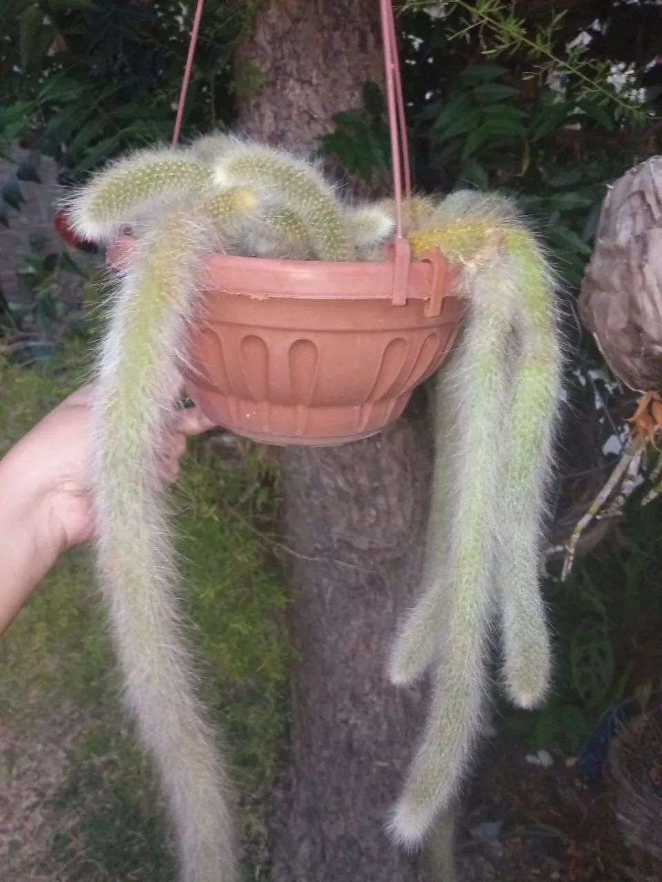 Rabo de macaco  - Foto 3