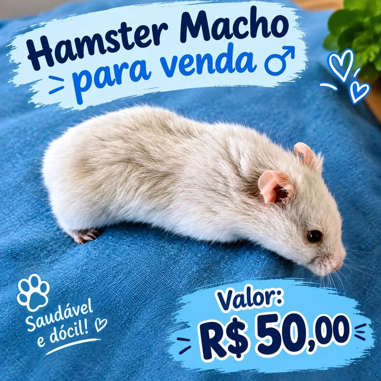 Hamster sírio  - Foto 2
