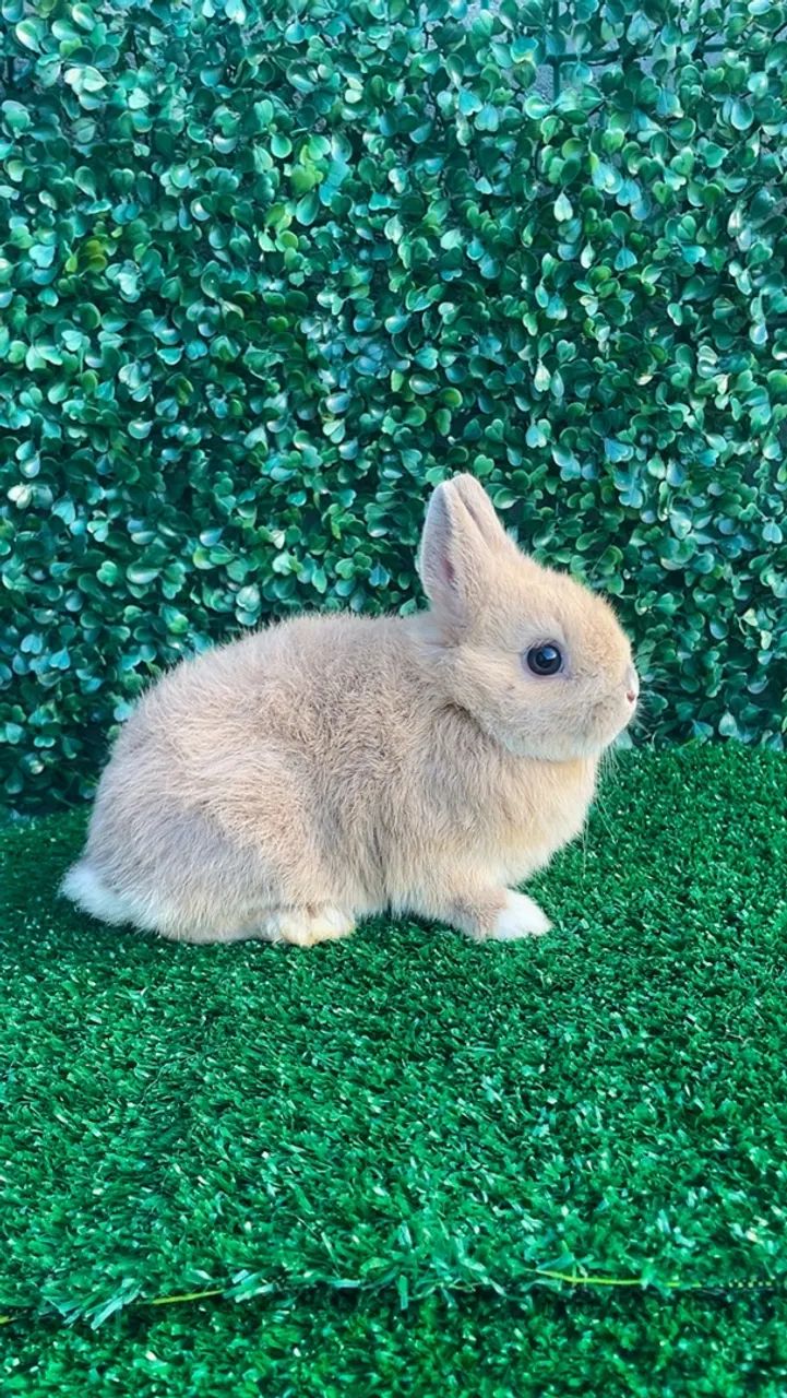 Mini coelhos  - Foto 2