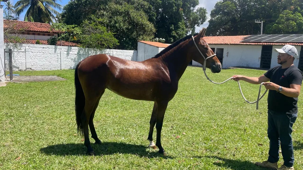 Potra mangalarga a venda - qualidade e beleza