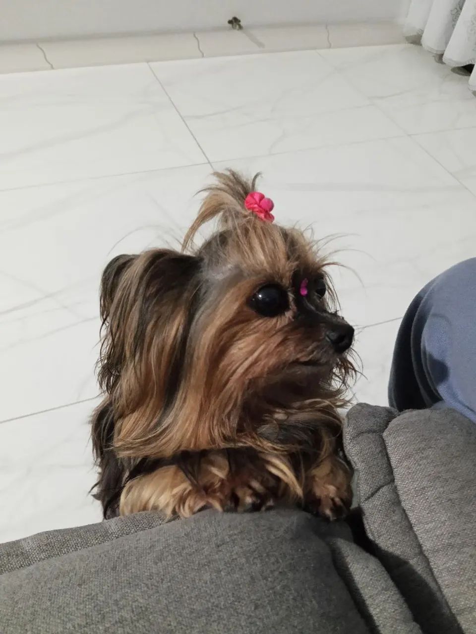 Cachorro  - Foto 3