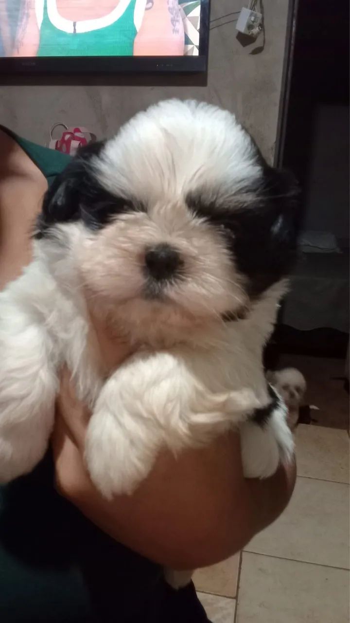 Shih-tzu macho - Filhote 