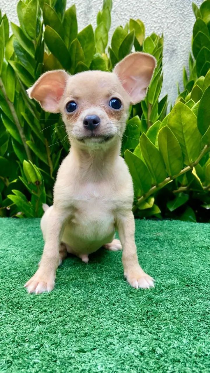 Chihuahua Macho  - Foto 4