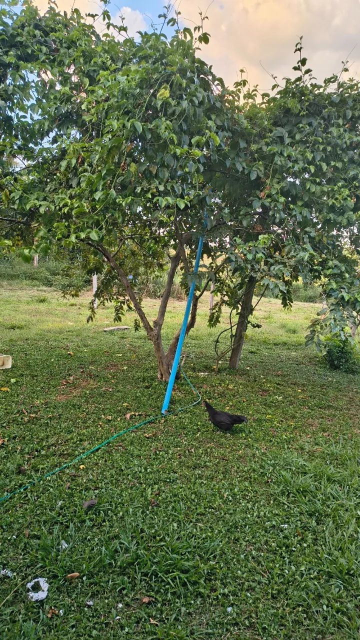 Sítio a venda  - Foto 3