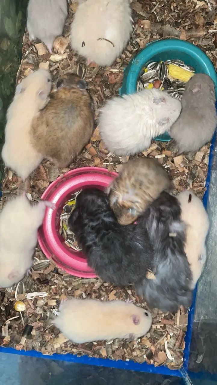 Hamster 