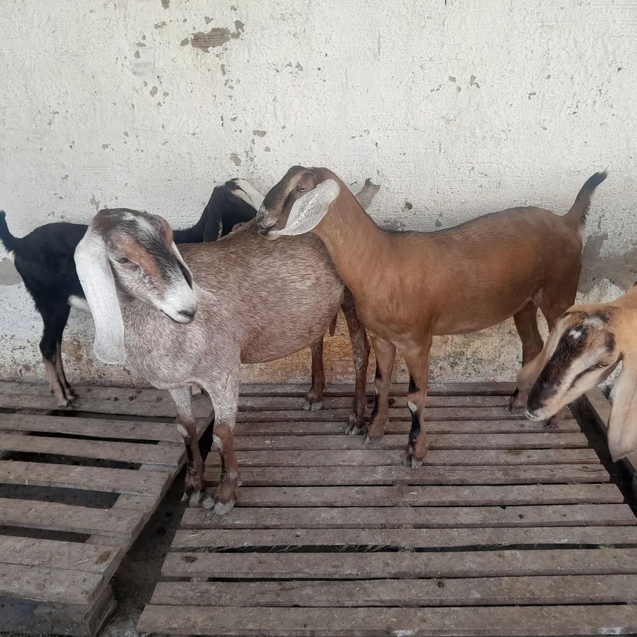 Cabra ângulo lubiana