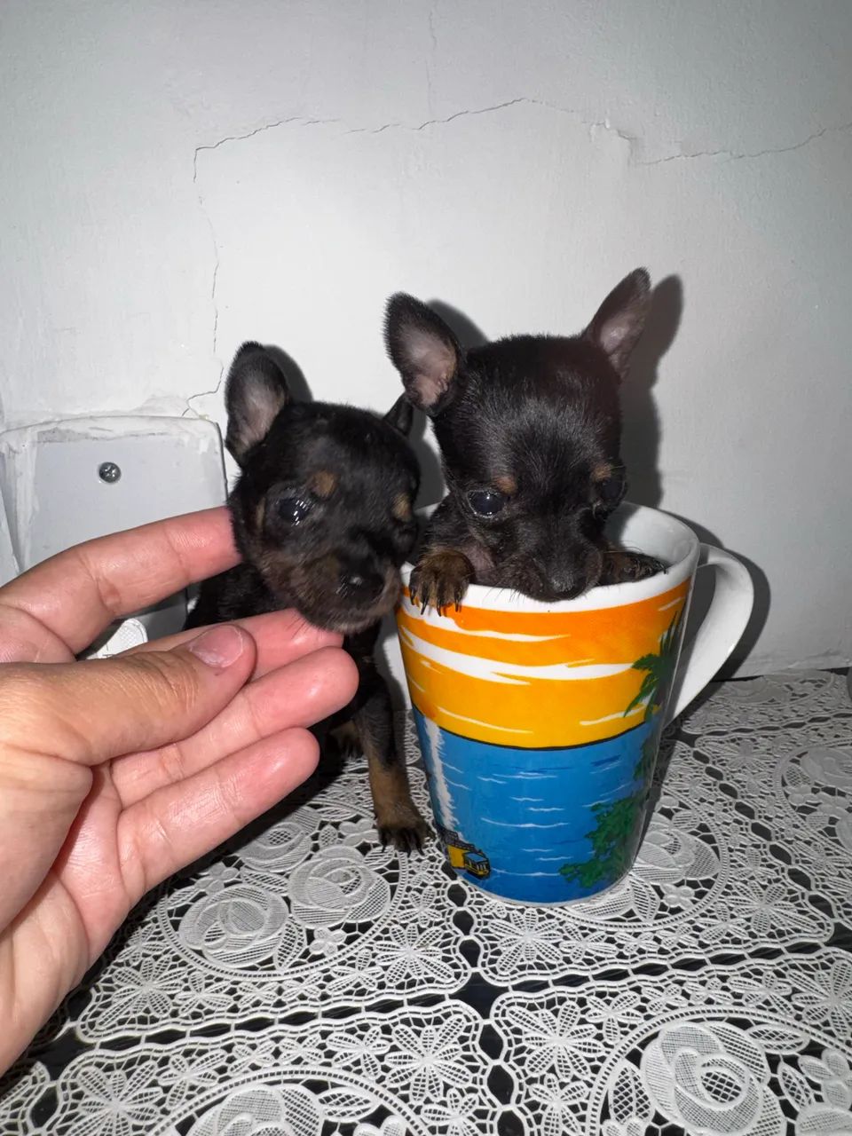 VENDO MINIATURA DE PISNCHER 0 FÊMEA MINI MINI