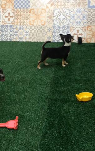 Chihuahua pelo curto - Foto 2