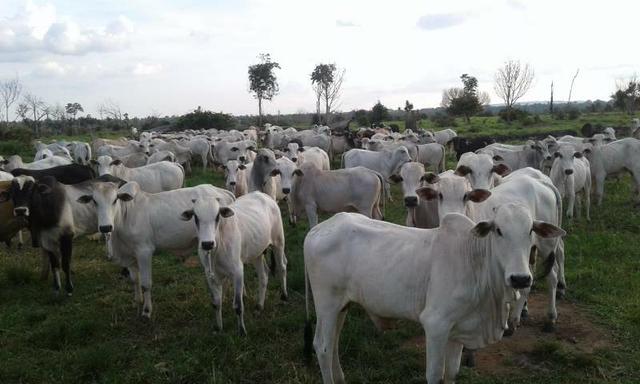 Fazenda 388 alqueires top #ref082 - Foto 6