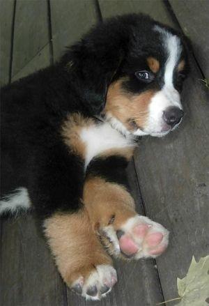 Bernese Filhotinhos a pronta entrega